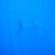 Image for article titled Review: Pentax W60 Waterproof Camera Catching Whale Sharks